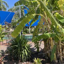 Our pool including banana palm