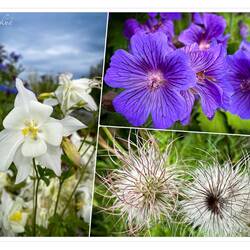 Colorful flowers at Baycrest — Homer, AK.