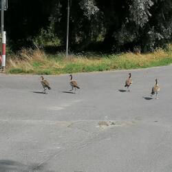hier haben Ganse Vorfahrt