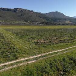 Wineyards😍