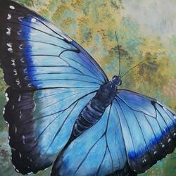 Blue Morpho