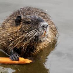 "Allen, Allen...ich hab ne Karotte" 🤣