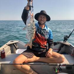 Red Throat ( Long Nose) Emperor