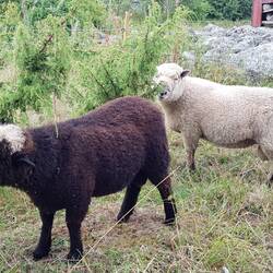 ...unser Empfangskomitee an den Mühlen