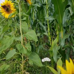 Fahrt von Seiffen zurück