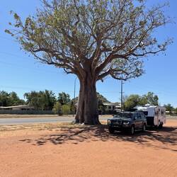 Boab tree