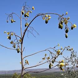 Kapok tree