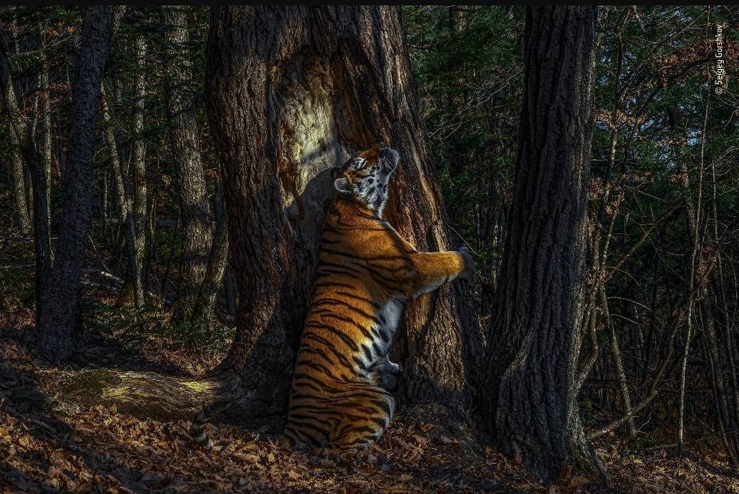 The embrace