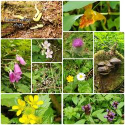 Flowers along the trail