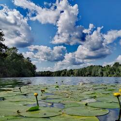 A gem of nature - Gravel pond Staffort!