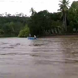 Fahrt auf dem Fluss Sierpe. Die armen Kühe, vor allem gibt es im Fluss Krokodile...