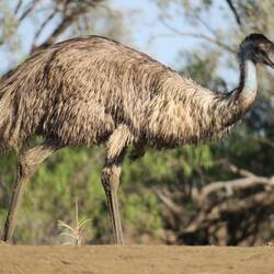 Emu