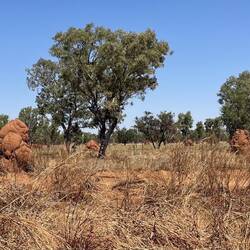 The WA termites aren't good at building smooth homes