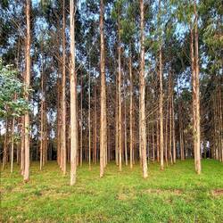 Eucalyptus!