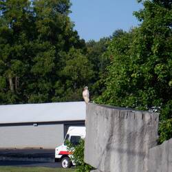 A hawk on the stones at Bloomington HD