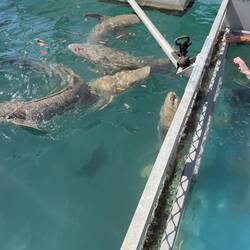 Sharks come for a feed. Very docile