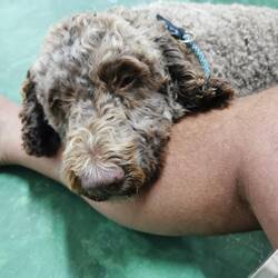 Die Narkose wirkt...