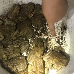 " The mother load" cain toads