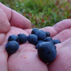 Blaubeeren gibt's hier massig, ich esse mich erst mal satt.