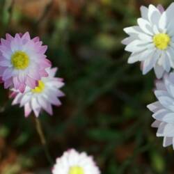 Everlastings, also known as paper daisies