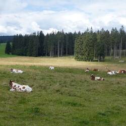 Køer i Schweizisk Jura