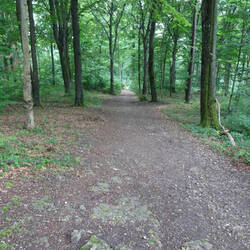 Weg hinab vom Aalbäumle