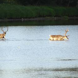 Als sie wieder stehen können, waten sie durch's Wasser ...