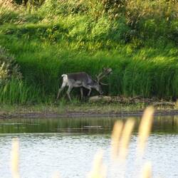 Am gegenüberliegenden Ufer raschelt es - oh, ein Rentier!