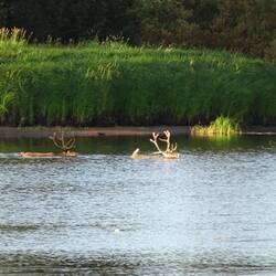Und - zack! - sind sie beide drin und schwimmen über den Fluss.