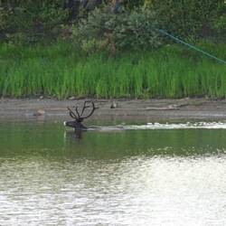 Eines schwimmt, dreht aber nur eine Runde, findet irgendwas blöd und geht wieder an Land.