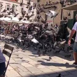 Die Taubenfütterung!