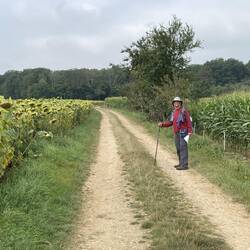 Sunflowers and corn