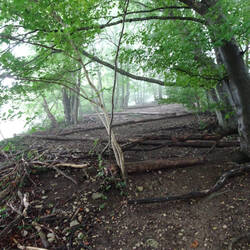 Die Baumstämme flankieren einen Aufstiegsweg