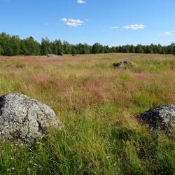 Der Kirchhof, reich an Vegetation