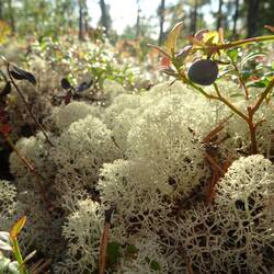 Tolle Mooslandschaft in unmittelbarer Grenznähe