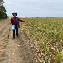 Sorghum
