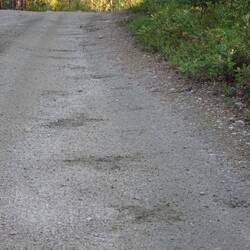 Kilometerlang ziehen sich die Bärentatzen entlang des Fahrwegs, bis sie endlich in den Wald abbiegen.