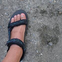 Frische Spur, eindeutig: Bär 😧