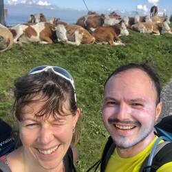 Kuhherde am Startplatz