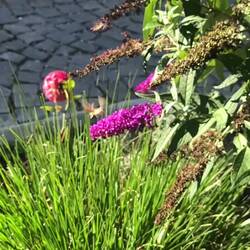 Noch ein Flugkünstler 🪶