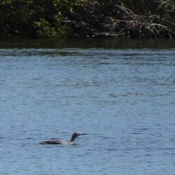 "Grenzschwimmer" 😉