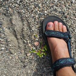 Eindeutig kein Bär heute ...