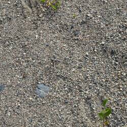 ... ich tippe auf Elch oder Ren.