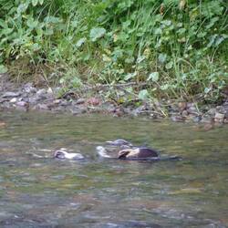 Ob die Fische sich daran halten? 🤨