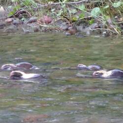 Ganz schön viel Verkehr hier auf der Grenzwasserstraße