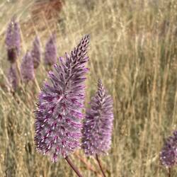 Wildflowers