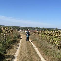 Dying sundlowers everywhere - entering Villeneuve
