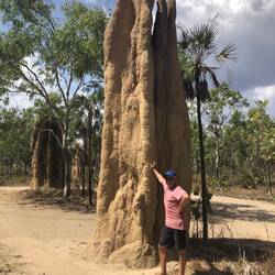Just a wee anthill