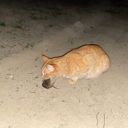 Erfolgreich beim Mäusefang