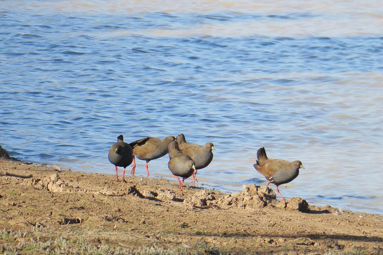 Black-tailed Native-hen